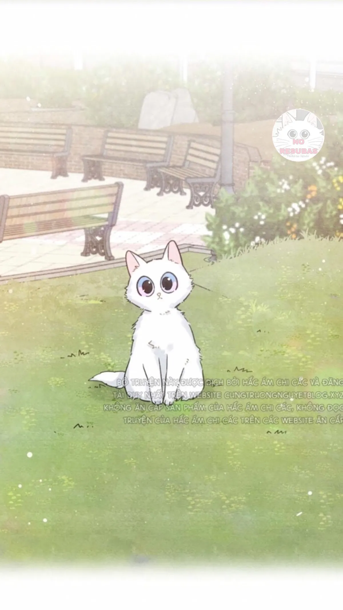 Mi único gato Capítulo 10 en Línea - página 11